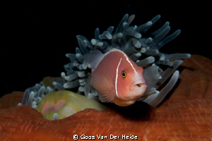 Skunk Anemonefish defending his anemone by Goos Van Der Heide 